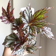 Begonia 'Benitochiba'