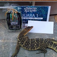 varanus salvator sumatra