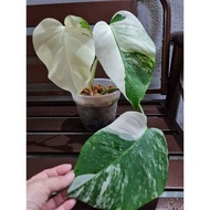 Monstera Albo Japan💚🤍