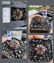 ยิมโนด่าง ยิมโนคริสตาต้า ด่าง Gymnocalycium cristata Cactus กระบองเพชร แคคตัส