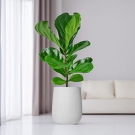 琴葉榕水泥盆栽 大盆栽 直條湛白圓盆 落地盆栽禮 北歐極簡 植栽