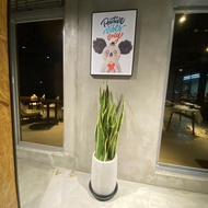 盆空間 開幕送禮室植栽 金邊虎尾蘭 水磨盆