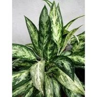 keratan chinese evergreen