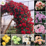 [Fast Germination] Mixed Color Climbing Rose Seeds Flowering Plants Seeds Gardening Flower Seeds Bonsai Tree Live Plants