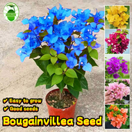 80pcs/pack Mixed Colors Bougainvillea Seeds for Planting Flowers Flowering Plants Seeds Rare Bougain