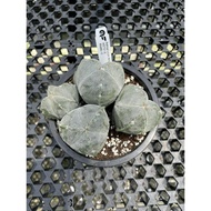 Augustfame - Astrophytum Mriostigma 3 Rib Clump 实生三角鸾凤玉群生 cactus succulent