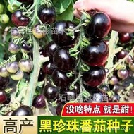 黑珍珠櫻桃番茄種子四季陽臺盆栽易種植黑寶石番茄水果型蔬菜種子