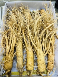 05Kg Nhân Sâm Tươi Hàn Quốc Size 8 Củ/Kg - Sâm Tươi Nguyên Củ Ngâm Rượu 6 Năm Tuổi