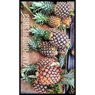 READY STOCK FRESH Nenas Madu 1 biji  / Pineapple Josephine 1 pc