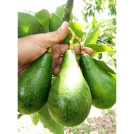 Pokok Avocado Hybrid