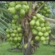 tanaman bibit buah kelapa nias