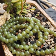 H H090105 Hetian Yuqing Water Material Mineral Point With Bracelet 23 Cards 7.5 Mi