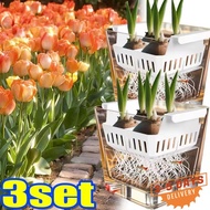 [3-5 DAYS DELIVERY]Tulip Grow Kit 4Hole Clear Acrylic Square Basin Simple Root Check Strong Stable B