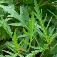 150 Wild Rocket Arugula seeds Vegetable seeds Garden seeds (fr SG)
