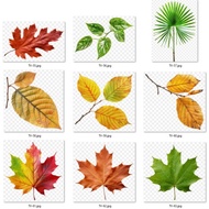 Leaf Shape Heat Ironing Image 7