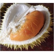 Pokok durian Udang Merah D175