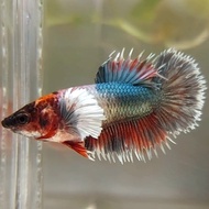 FEMALE CROWNTAIL DUMBO EAR COPPER RED FANCY