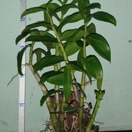 New Anggrek Dendrobium Albertine Original
