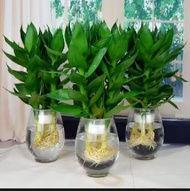 Paket Isi 3 Pohon guanyin bambu keberuntungan / Tanaman hias. Hidup bambu hoki guanyin