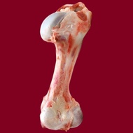 [SHCF] Premium Australia Beef Marrowbone 1Kg± Frozen Marrow Bone Bonemarrow Bone Marrow Halal tulang