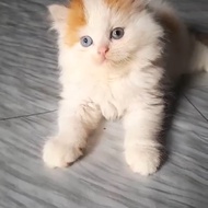 Kucing persian becolor odd eye