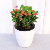 Prunus Arboreus Potted Plant, Blooming in All Seasons, Easy-to-Grow Indoor Small Potted Plant with F