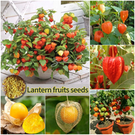 ปลูกง่าย เมล็ดสด100% เมล็ดพันธุ์ ผลไม้โคมไฟ บรรจุ 100เมล็ด Mixed Lantern Fruits Seeds for Planting บอนสี เมล็ดผลไม้ ต้นไม้ผลกินได้ เมล็ดพันธุ์ผัก พันธุ์ไม้ผล บอนไซ ต้นบอนสี เมล็ดบอนสี ต้นผลไม้ ต้นไม้แคระ ผลไม้อร่อย อร่อยมาก เมล็ดดอกไม้ ต้นไม้ประดับ Plants