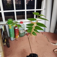 Pokok ceri kampung/kerukup siam/Jamaica cherry