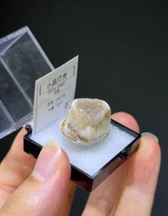印度水晶貝殼交代海螺化石｜盒子礦標本｜天然奇珍