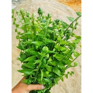 anak pokok paku kubuk/uban 11pokok/pucuk kubuk