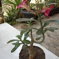 diskon!! bonsai adenium tanaman kamboja jepang