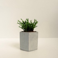 猿戀葦 │泥作系列│福所栽