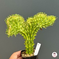 ยูโฟเบียคริสด่างเหลือง สลัดได แลคเทีย กระดูกมังกร Euphorbia cristata กระบองเพชร แคคตัส ไม้อวบน้ำ cactus&amp;succulent