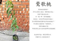 心栽花坊-鶯歌桃子/鶯歌桃/嫁接苗/水果苗/桃子品種/售價160特價140