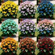 [] Moonlight Butterfly Flower Seed Butterfly Seed Cordieria Flower Seed Courtyard Garden Flower Seed