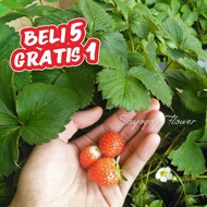 Bibit tanaman buah Strawberry / Bibit strawberry