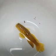 ikan hias laut jabing kuning