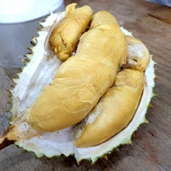 Anak Pokok Durian Tekka D160/Musang Queen