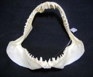 [馬加鯊嘴牙]23.5公分馬加鯊魚嘴..專家製作雪白無魚腥味!..是標本也是掛飾.!. #2.23521