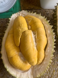 Durian musang king fresh malaysia utuh "Pre-Order"