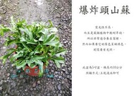 心栽花坊-爆炸頭山蘇/5吋/綠化植物/室內植物/觀葉植物/蕨類/售價500特價400