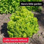 lollo bionda lettuce seed pack 100 seeds