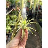 Tillandsia ionantha Druid *Airplant*