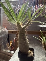 塊根植物