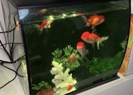 Fluval Aquarium fish tank with LED Lighting