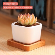 MuMuHomeYunnan Straight Hair Succulent Bonsai Creative Meat Office Simple Succulent Flower Pot White Porcelain Pot Succu