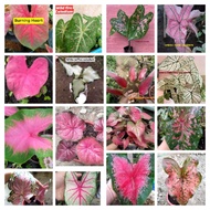 Read DescriptionLowest Price Offer Different Color to Choose-Caladium Varieties..Rare-Semi Rare