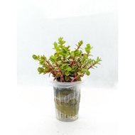 Rotala blood red emersed