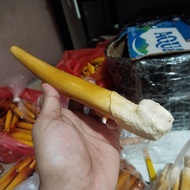 Once pipa cangklong kerajinan tulang Gajah bentuk taring duyung