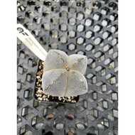 Augustfame - Astrophytum Myriostigma cv. Onzuka 4 Rib 四角恩冢鸾凤玉 Cactus Succulent